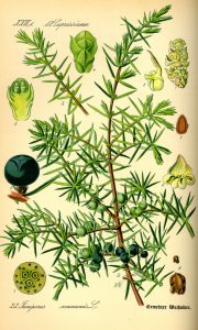 juniper botanical