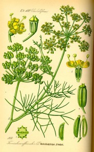 fennel