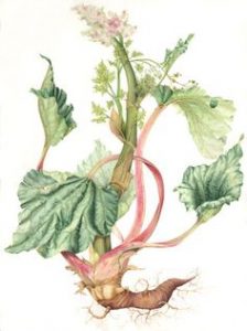 rhubarb-root-botanical