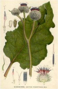 burdock-root-botanical