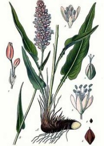 bistort botanical print 001