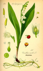 lily-of-the-valley-1