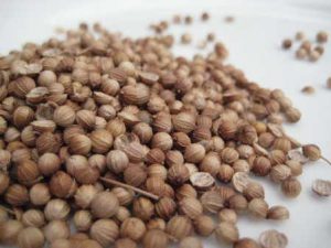 coriander seed copyright d hugonin
