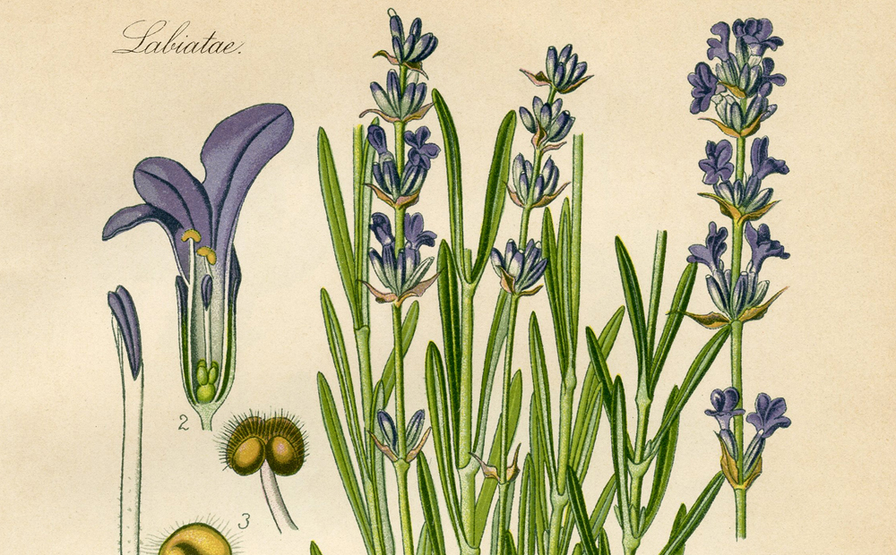 Lavender Flowers Edible Grade - Luminescents