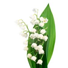 Lily of the Valley, Essential Oil, Extract, Tincture, Infusion, Remedy,  Herbal Capsules. Fresh Flowers Convallaria Stock Photo - Image of scent,  flower: 233990598