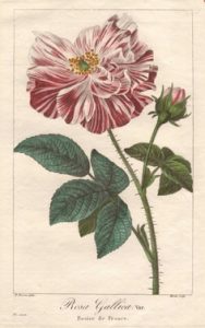 rosa gallica officinalis