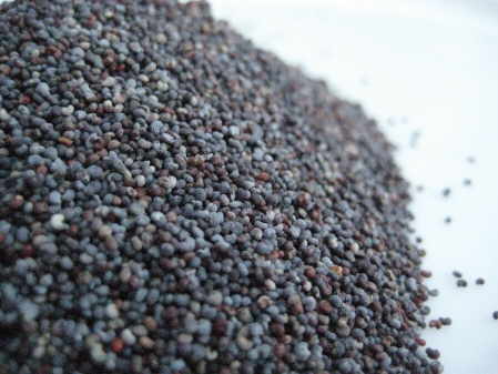 Approx 4,000 Seeds Imported from India Blue P Somniferum Poppy Seeds 