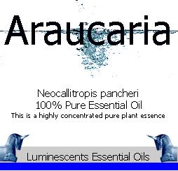 araucaria-essential-oil-label
