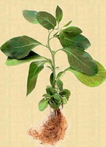 ashwagandha botanical