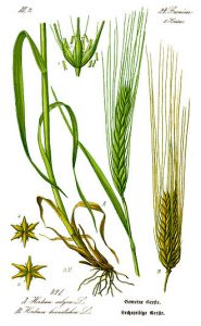 barley-grass