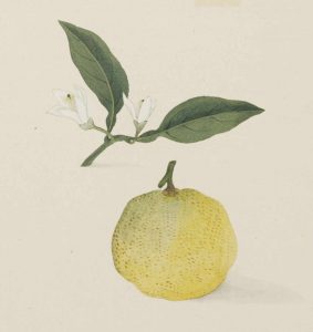 citrus medicus junos botanical