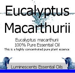 eucalyptus macarthurii label