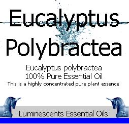 eucalyptus polybractea label
