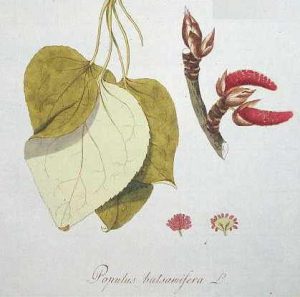 balm-of-gilead-botanical