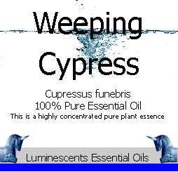 Weeping Cypress Essential Oil Label copyright d hugonin