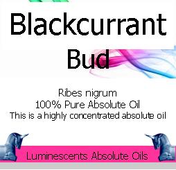 blackcurrant bud absolute oil