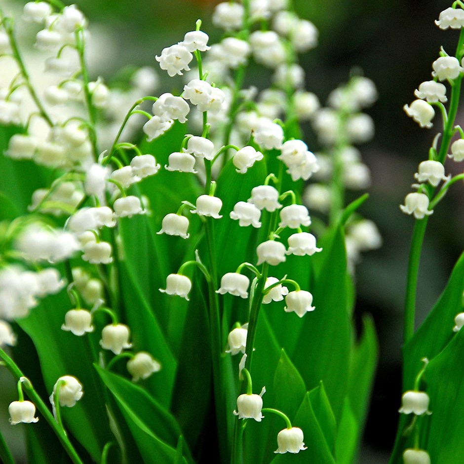 Ландыш Майский (Convallaria Majalis Bordeaux)