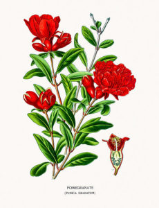 pomegranate 006