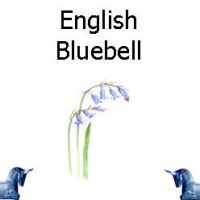 English Bluebell