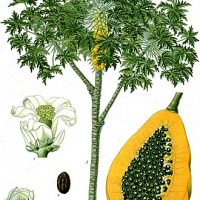 Amazonian Herbal