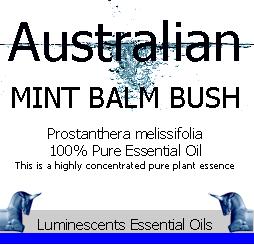 Australian Mint Balm Bush