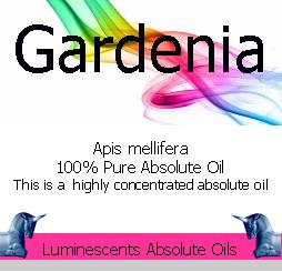 gardenia absolute oil