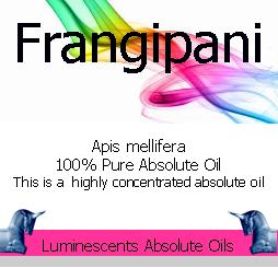 Frangipani-abolute-oil