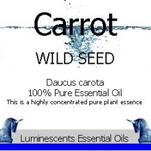 carrot seed