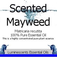Scented Mayweed essential oil label