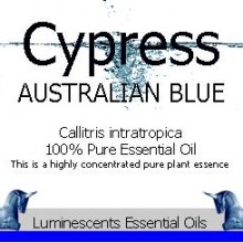 Cypress Australian Blue