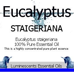 eucalyptus staigeriana labe