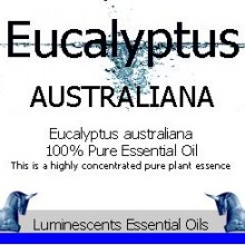 eucalyptus australiana