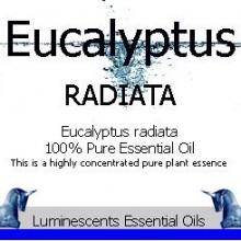 Eucalyptus radiata label