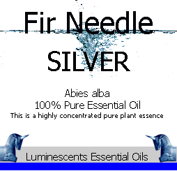 Silver Fir Needle