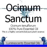 ocimum sanctum