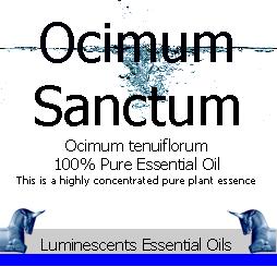 ocimum sanctum