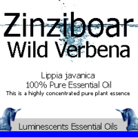 Zinziboar Wild Verbena