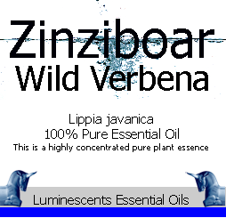 Zinziboar Wild Verbena