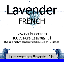 lavender french essential oil