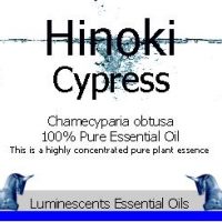 hinoki cypress