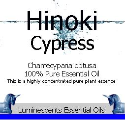 hinoki cypress
