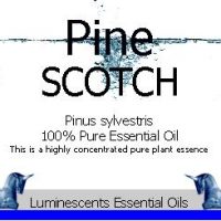 scotch pine essential oil label