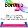 boronia-megastigma