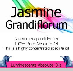 Jasmine grandiflorum