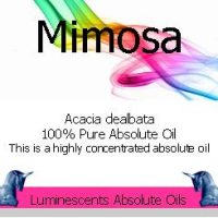 Mimosa absolute oil