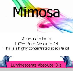 Mimosa absolute oil