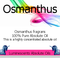 Osmanthus absolute oil