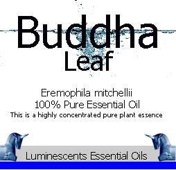Buddha leaf essential oil