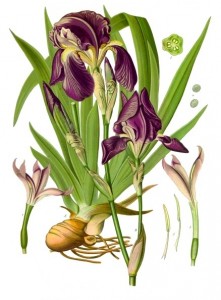 orris root botanical print