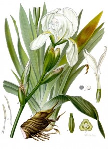 orris root germanica botanical print